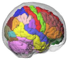Computational Human Brain Phantom