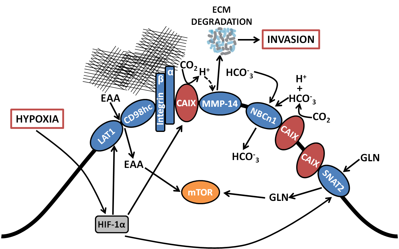 Coordinated Regulation by CAIX of amino acid transporters, bicarbonate transporters, and migration/invasion