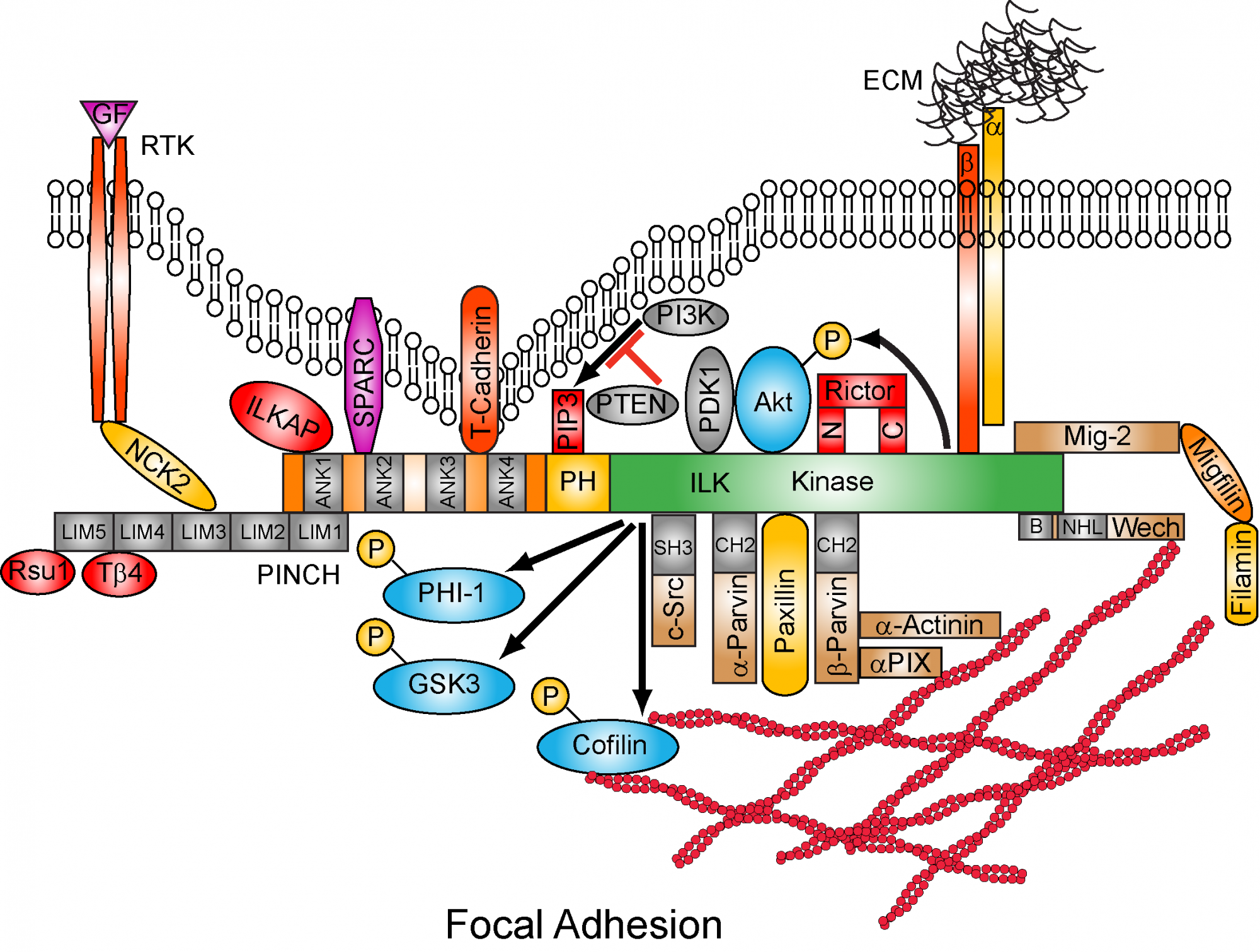 Focal Adhesion