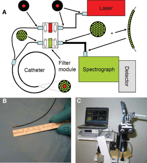 Raman Spectroscopy and Multimodality Endoscopy Imaging 2