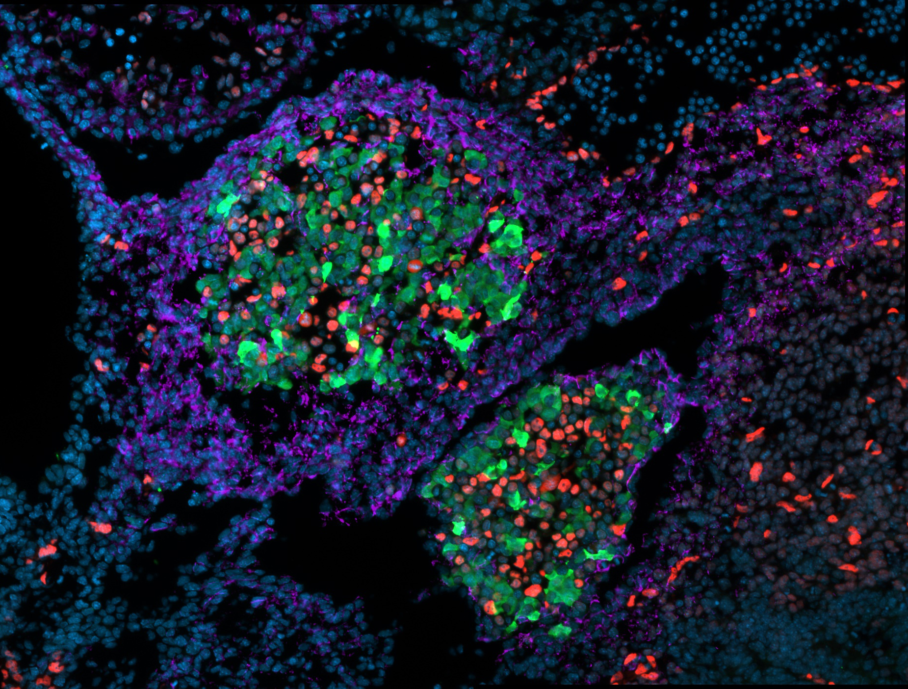 Fluorescent microscope image of the embryonic day 10.5 liver bud, showing hepatoblasts in green, mesenchyme in violet, and endothelial & hematopoietic cells in red