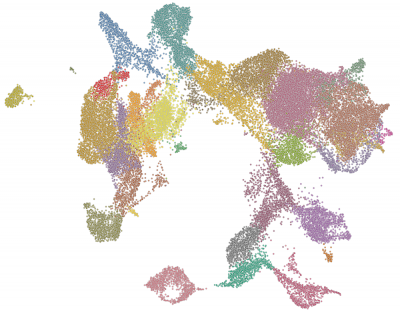 UMAP representation of cellular diversity in single cell endodermal and hepatic libraries from embryonic day 7.5 - 10.5