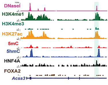 Figure depicting various transcription factor binding sites on a gene